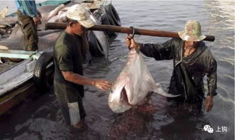 東帝汶漁民驚現(xiàn)鯊魚腹中女子遺骸，悲劇背后的真相與思考