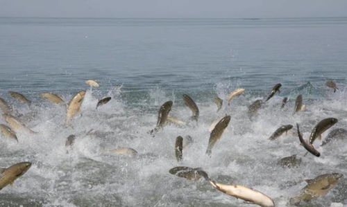 十年如一日,，高校連續(xù)組織師生下湖撈魚(yú)