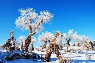 雪后奇景,，新疆大地之樹驚艷現(xiàn)身