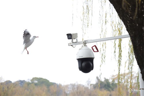 翠湖公園鳥(niǎo)類觀測(cè)記,，三百零七種飛翔的生命之歌