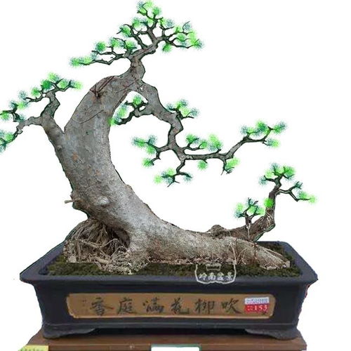 榆樹設(shè)計圖片